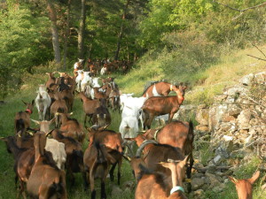 Chèvres de la Ferme de l'Amélie qui descendent trouver la fraîcheur vers le ruisseau du Furon - été 2014